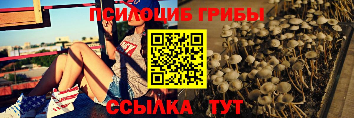 Галлюциногенные грибы Psilocybe Богданович